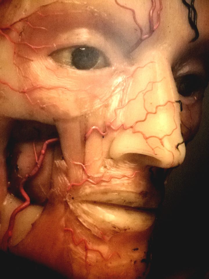 Anatomia-Umana-Ceroplastica
